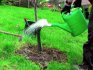 Plantarea de mere primăvara