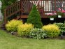 The use of conifers in landscape design