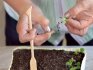 Tips for caring for strawberry seedlings