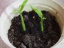Hogyan lehet szaporítani egy gyömbér növényt