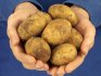 Kako odabrati sortu krumpira