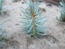 Planting and caring for blue spruce