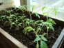 Growing conditions for seedlings: temperature, humidity and lighting