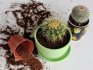 Sadnja kaktusa: osnovna pravila