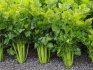 Growing stalked celery