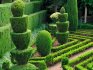 What plants are suitable for creating topiary forms