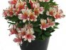 Growing alstroemeria from seeds in a pot