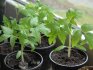 Features of seedling care before planting in the ground