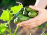 The most productive varieties of cucumbers