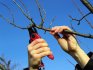 Pruning and preparing for winter