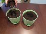 Choosing a soil and a pot for a tree