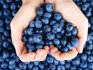 Composition and useful properties of blueberries