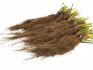 Frigo seedlings: description