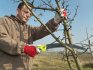 Ways to form the crown of a tree, pruning