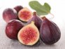 Description of figs