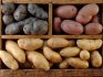What varieties of potatoes are best for storage