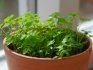 Parsley cultivation methods