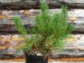 Planting pine seedlings