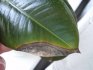 Ficus pests and diseases