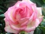 What are own-rooted roses and what are their advantages