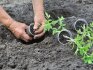 Terms and rules for transplanting seedlings
