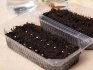 Sowing tomatoes in containers for seedlings