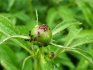 Pests that prevent the peony from blooming and the fight against them