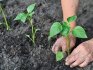 Transplanting seedlings into the ground