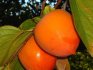 Do I need to plant persimmon