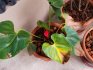 How to protect Anthurium from diseases and pests