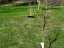 What varieties of apple trees are best planted in spring, how to do it right