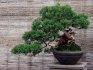 What are the styles of bonsai
