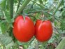 Péče o rajče - základní požadavky