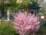 Sakura u vrtu