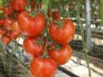 Rajčata ve skleníku z polykarbonátu
