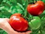 Kako odrediti vrstu rajčice
