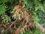 Diseases and pests of cypress