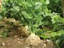 Uzgoj celera