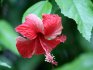Frumos și util hibiscus de grădină