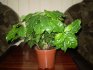 Houseplant Care Tips