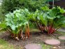 Korisni savjeti: kako uzgajati rabarbaru na web mjestu