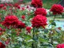 How to choose rooted or grafted roses