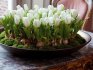 The use of dwarf tulips