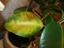 About diseases and pests of ficus