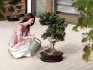 Pazeći pravilno na svoj bonsai