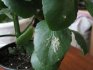 The main diseases of the Kalanchoe