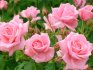 The role of soil and lighting in growing roses
