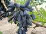Vikinško grožđe