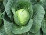 Nozomi cabbage