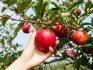 What you need to know when choosing sweet apple varieties?